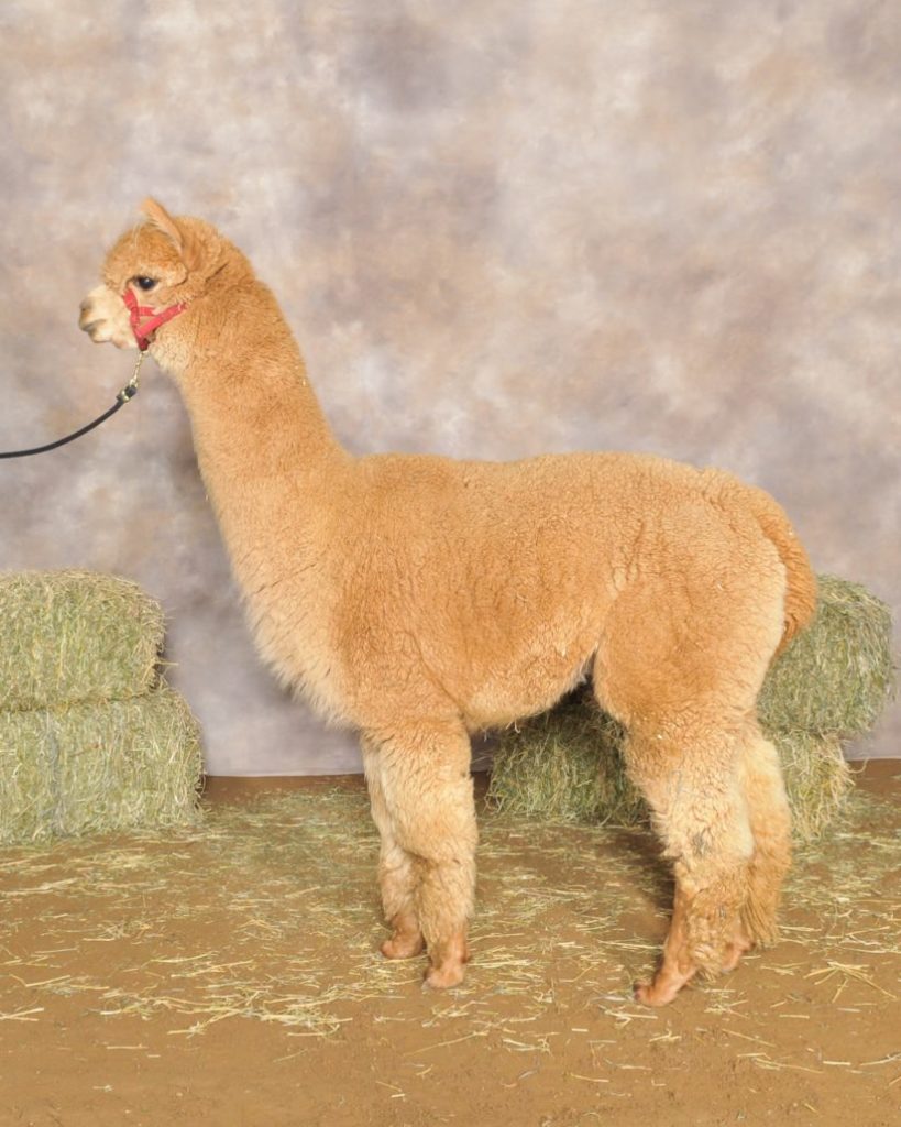 Photo Gallery Point of View Alpaca Farm